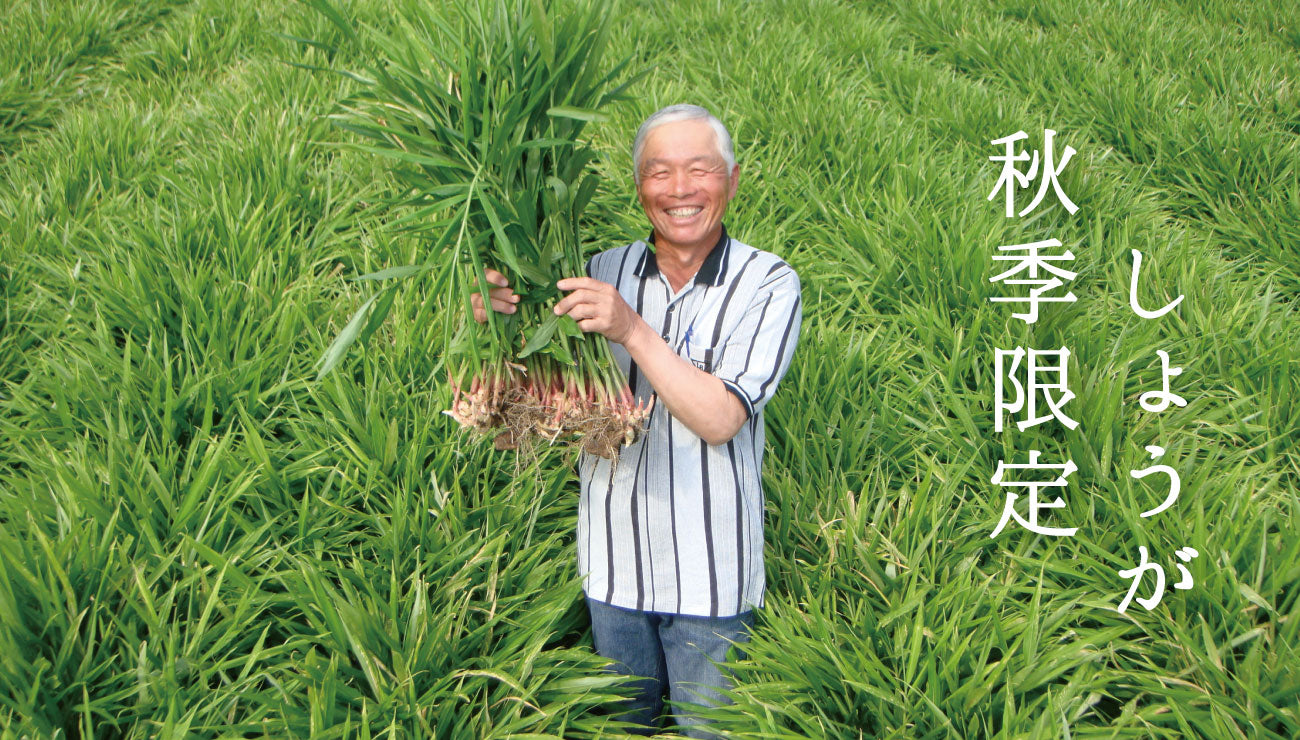 季節限定　秋の味覚「浅漬けしょうが」「梅酢しょうが」